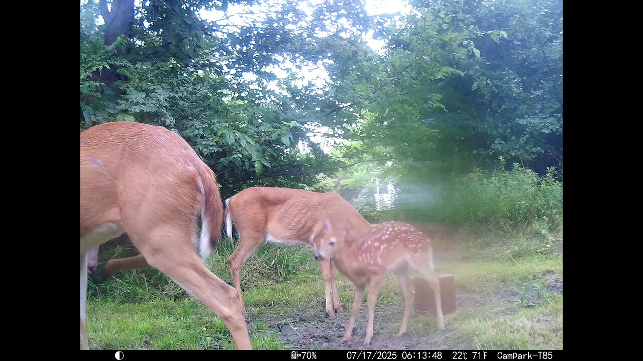 Deer Cam 07-17-2025 Fawns Playing Game Cam Trail Cam