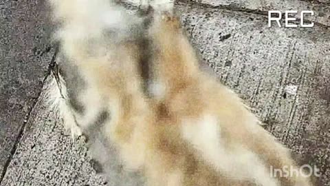 Perros en el sector norte de Antofagasta