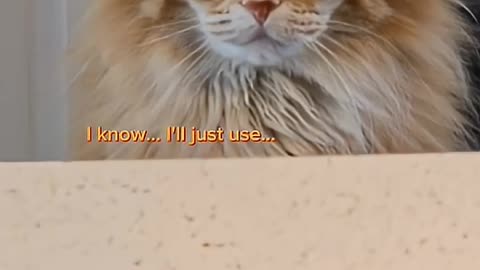 What I think goes on in his head 😅 #cat #cuteanimal #cutecat #funnycats #cutepet #cute #catvideos