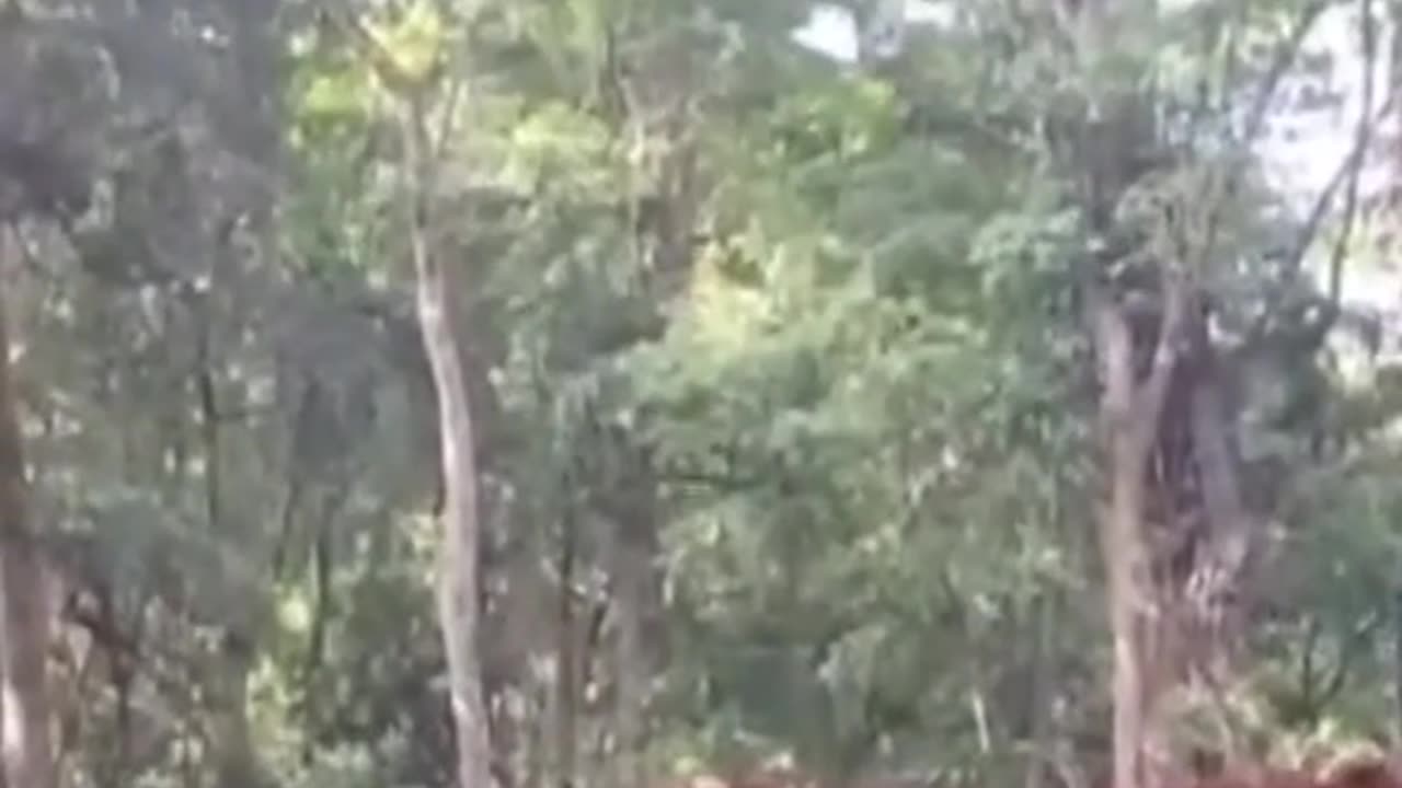 Thailand and Cambodia at WAR