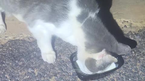 3 cats