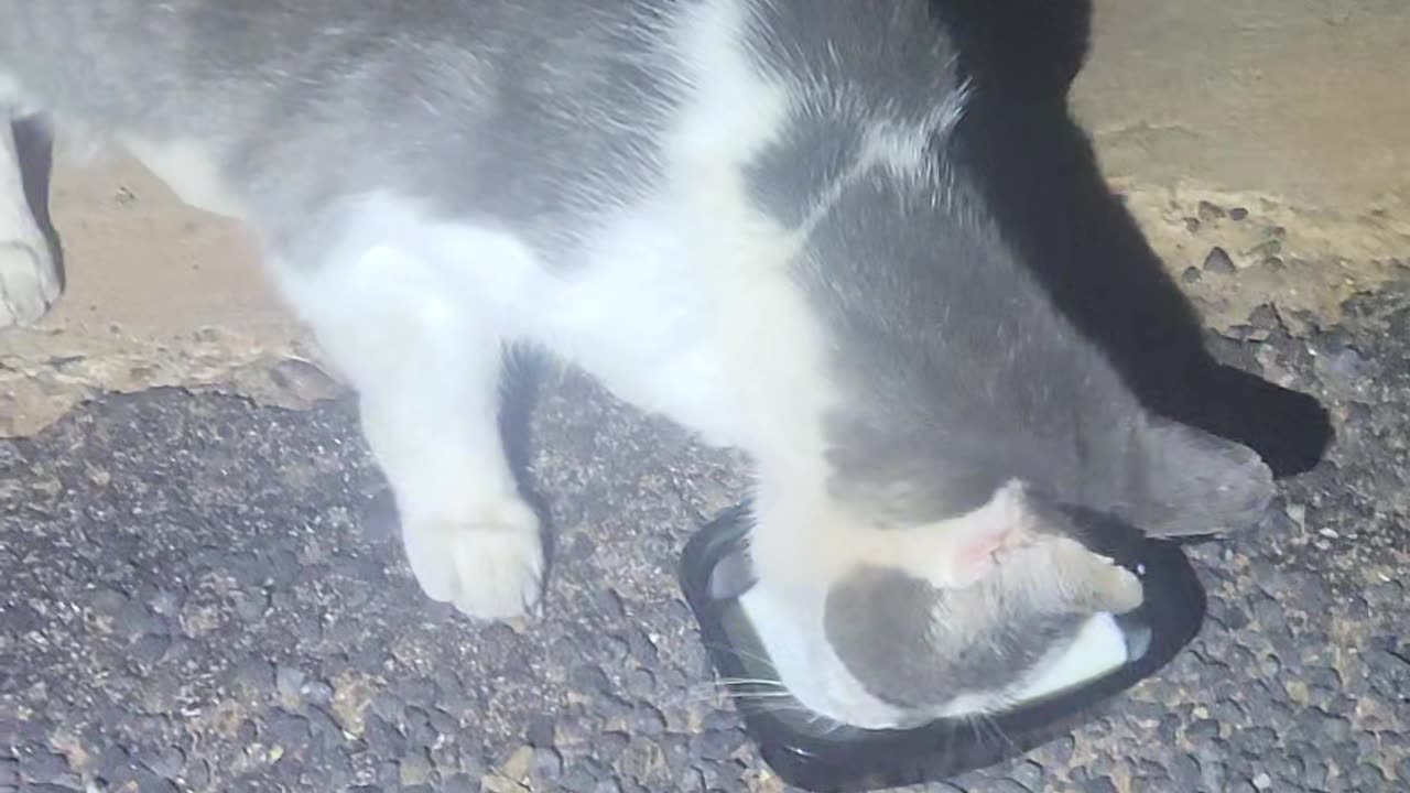 3 cats