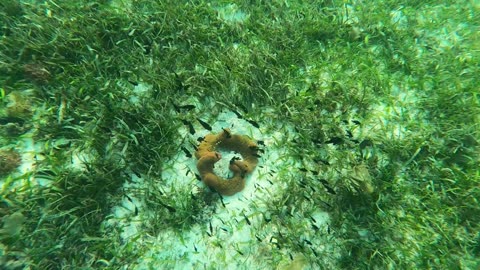 Philippines - Tulang Island snorkelling