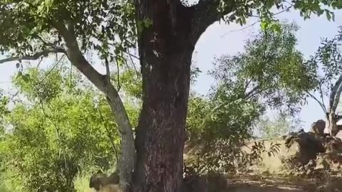 😱🐆 Hyena's Epic Fail Trying to Steal from Leopard! | FunFM