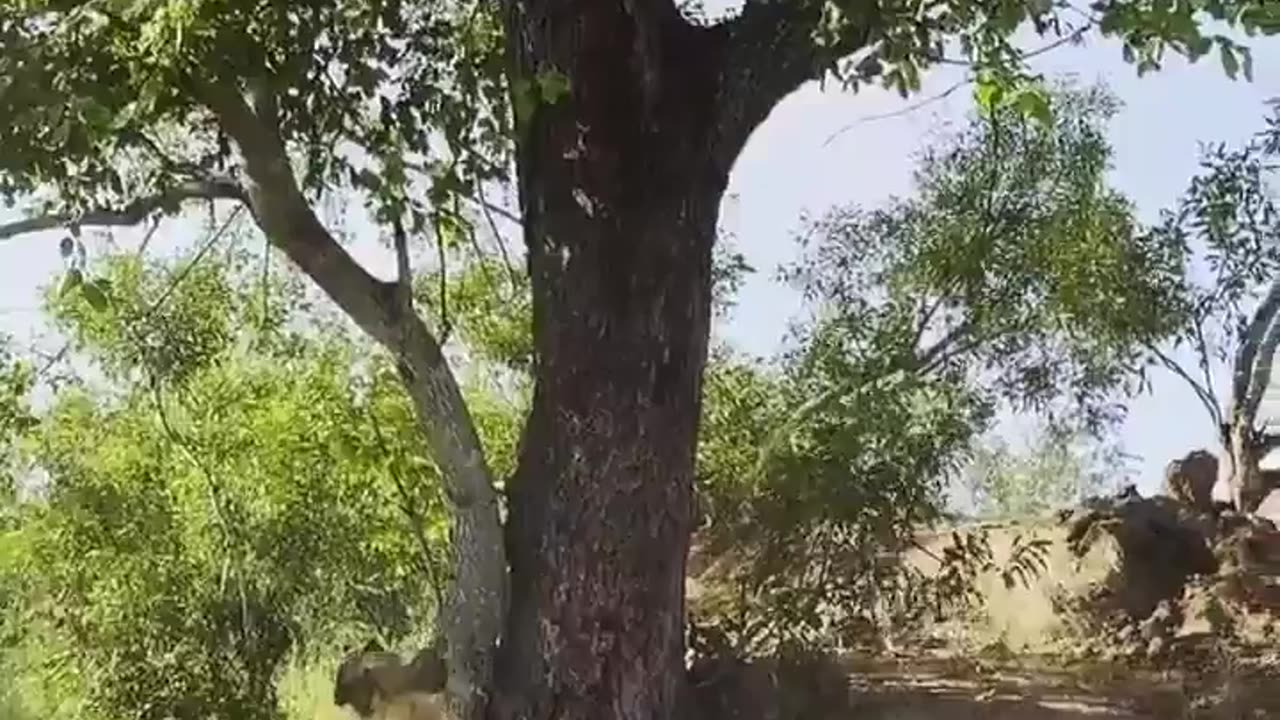 😱🐆 Hyena's Epic Fail Trying to Steal from Leopard! | FunFM