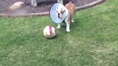 Try Not to Laugh Challenge: The Funniest Animal