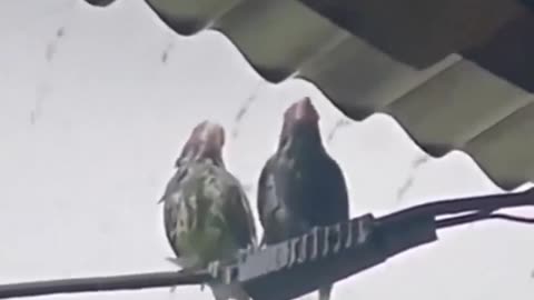 A bird pushes his friend under a shed during a downpour.. 😊
