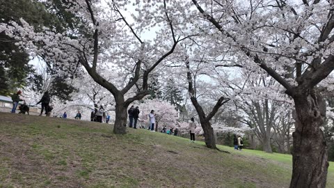 Cherry Blossoms in Toronto High Park 2025