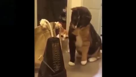 Cute funny animals