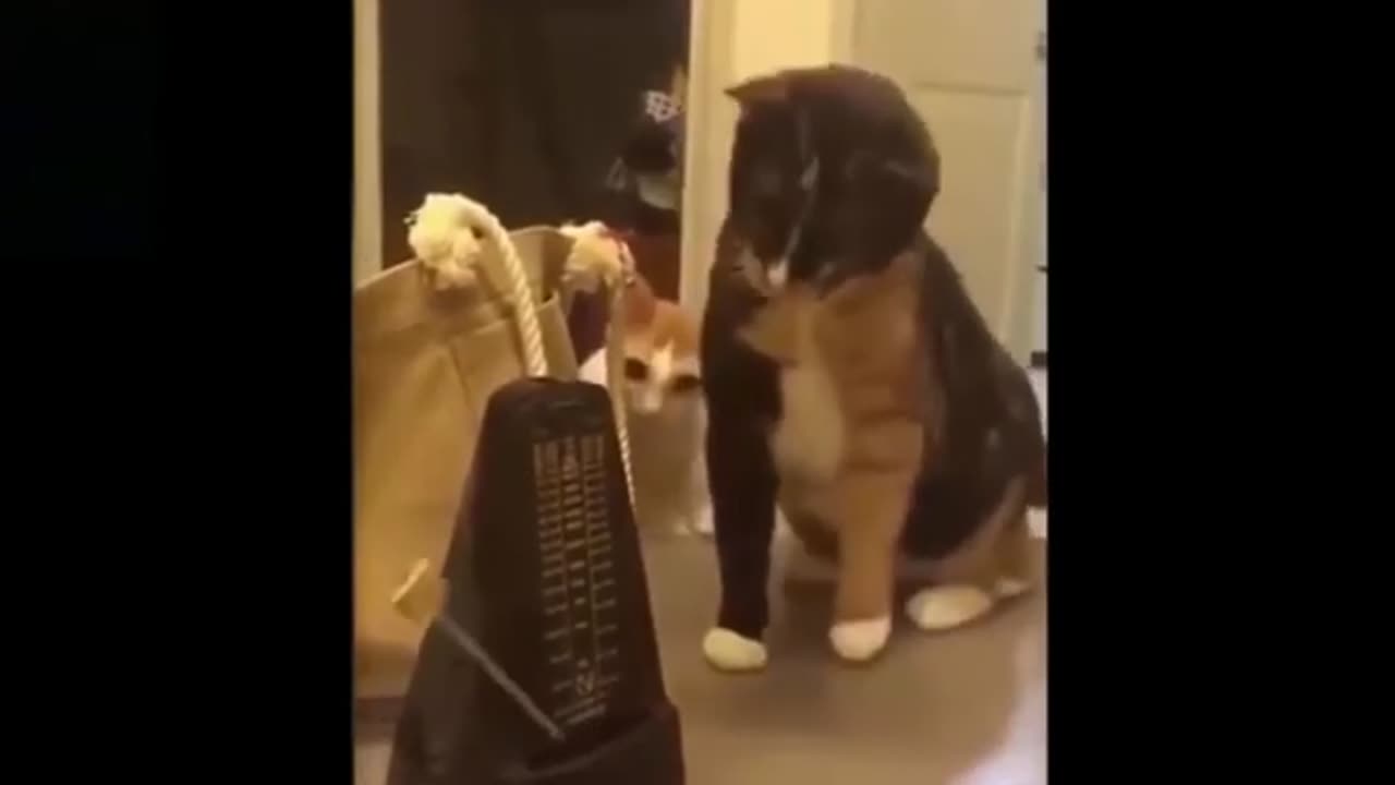 Cute funny animals