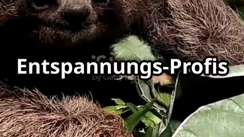 Warum sind Faultiere so langsam? 🦥 #Faultiere #Tierfakten #Animation #SpaßFürKinder