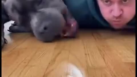 He only got ONE… and he’s just accepting his fate 😭🍔🐶