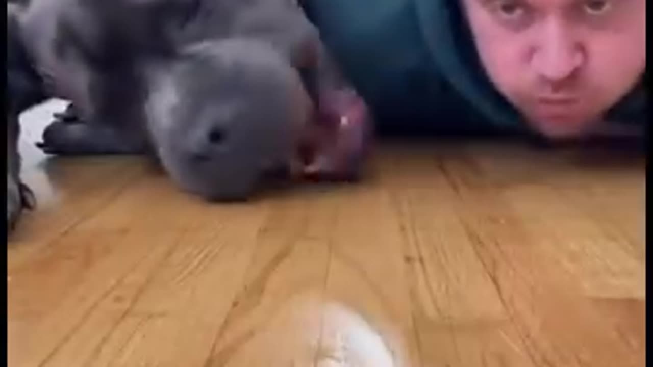 He only got ONE… and he’s just accepting his fate 😭🍔🐶