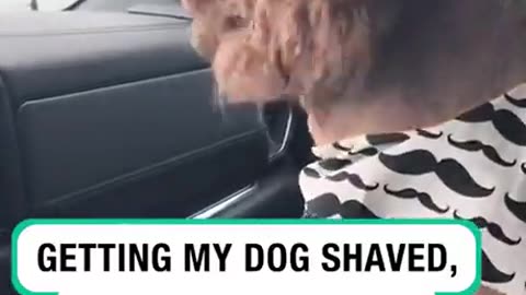 The Dog