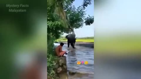 FUNNY ANIMALS