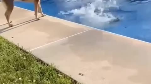 😂 Funniest Cats & Dogs 2024 Compilation | Try Not to Laugh Animal Shorts
