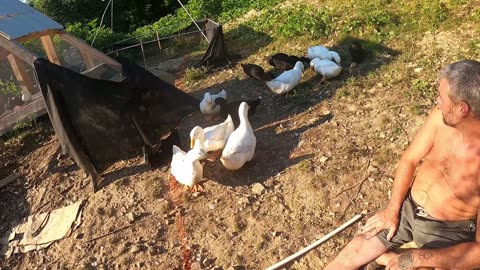 Flock it Farm: Just Flocking around