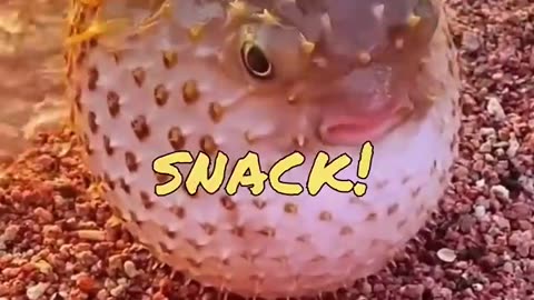 funny animal Video