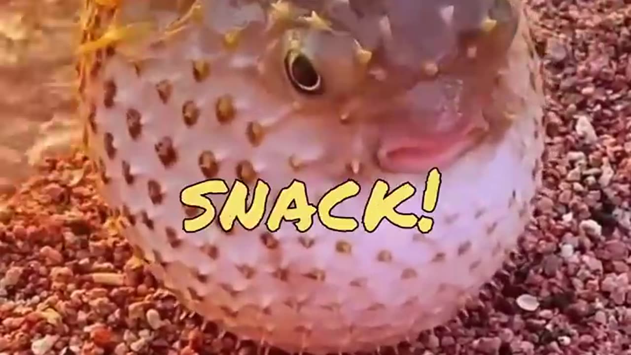 funny animal Video