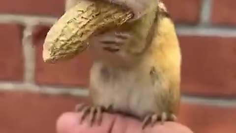 Chipmunk N Long Peanut 😁🐿️ #rumble #rumbleshorts #chipmunk #viral