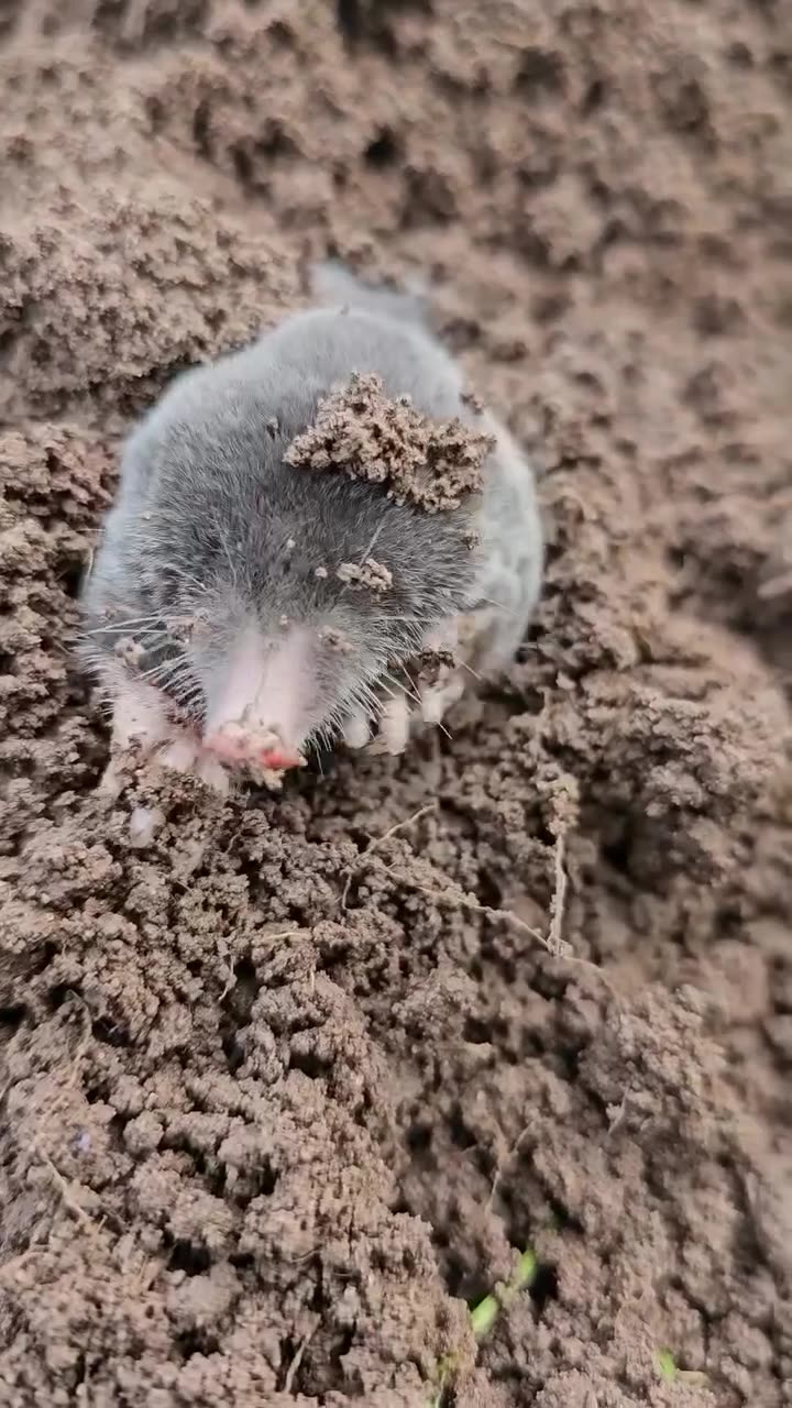 Have you seen a mole?