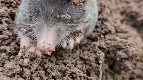 Have you seen a mole?