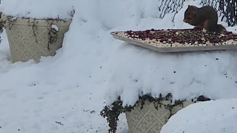 Don't use squirrel resistant feeders it is a racket just party with squirrels they rule.