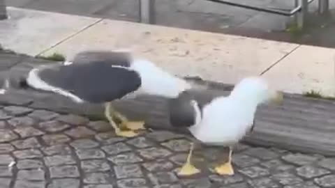 😂👊 Watch What Happens When You Call Someone an Asshole! | FunFM