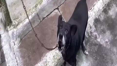 Cat and Dog funny video | Footage | Funny animals - Funny animal videos 2025