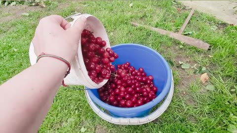 🌻🇺🇦 Ukraine Life & Resilience | Celebrating Spring and Winter Prep | RCF