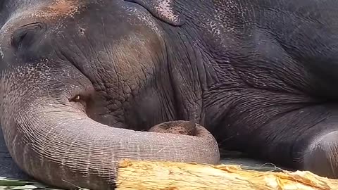 ☺️☺️☺️🤩🤩🤩🐘🐘🐘 please follow me 👉