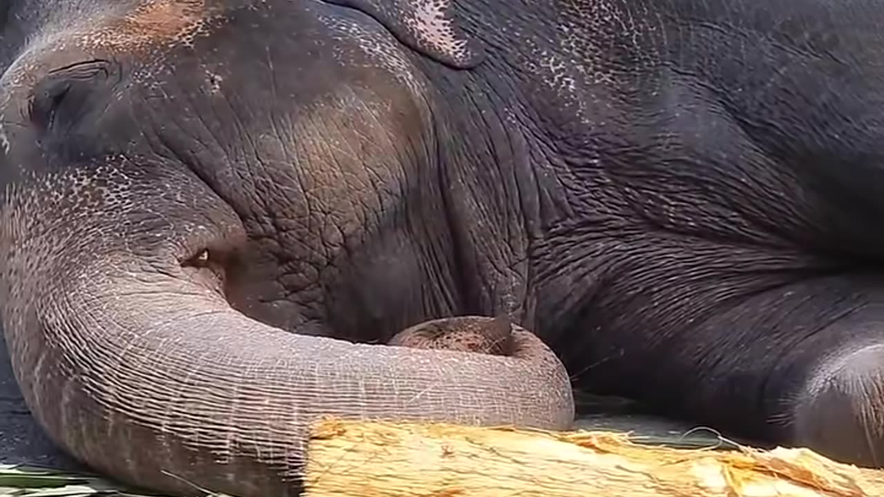 ☺️☺️☺️🤩🤩🤩🐘🐘🐘 please follow me 👉