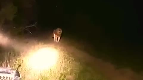 Lion King