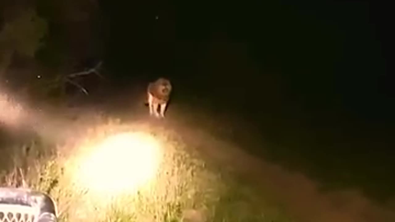 Lion King