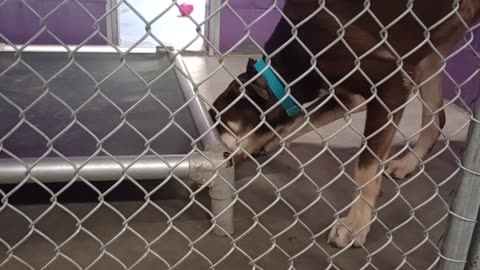 Jax 1y Pet Id 946904 kennel 26 HSSAZ shelter he's easygoing guy good way 4 me 2 start day20250725923