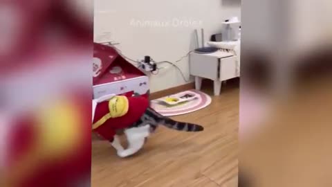 Funny Animals in the world