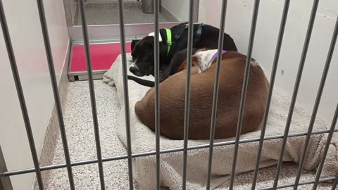 Cecily 6y A868467 Drake 2y A849209 kennel 172 PACC shelter naps, Drake's more nervous20250702_566
