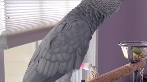 Parrot talks to Alexa 😂