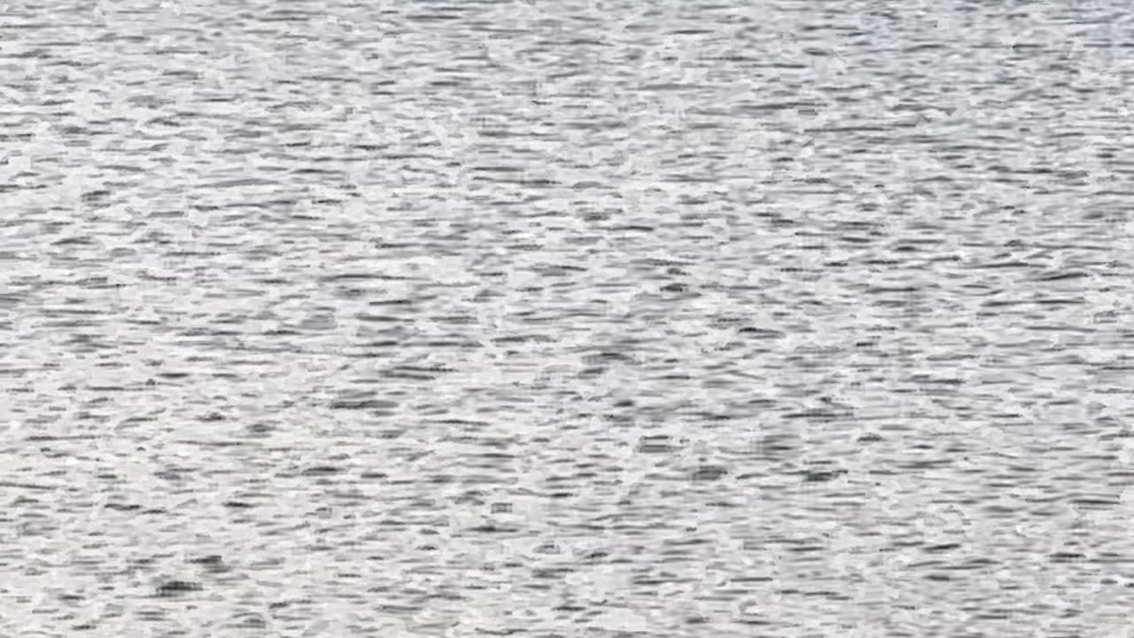 Hissy the Swan Swims Over to His Friend