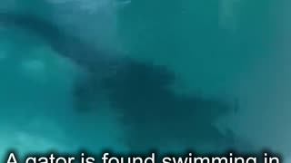 A gator is found swimming in a Florida pool