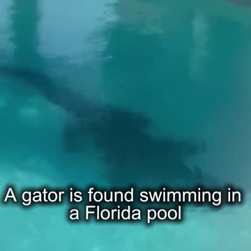 A gator is found swimming in a Florida pool