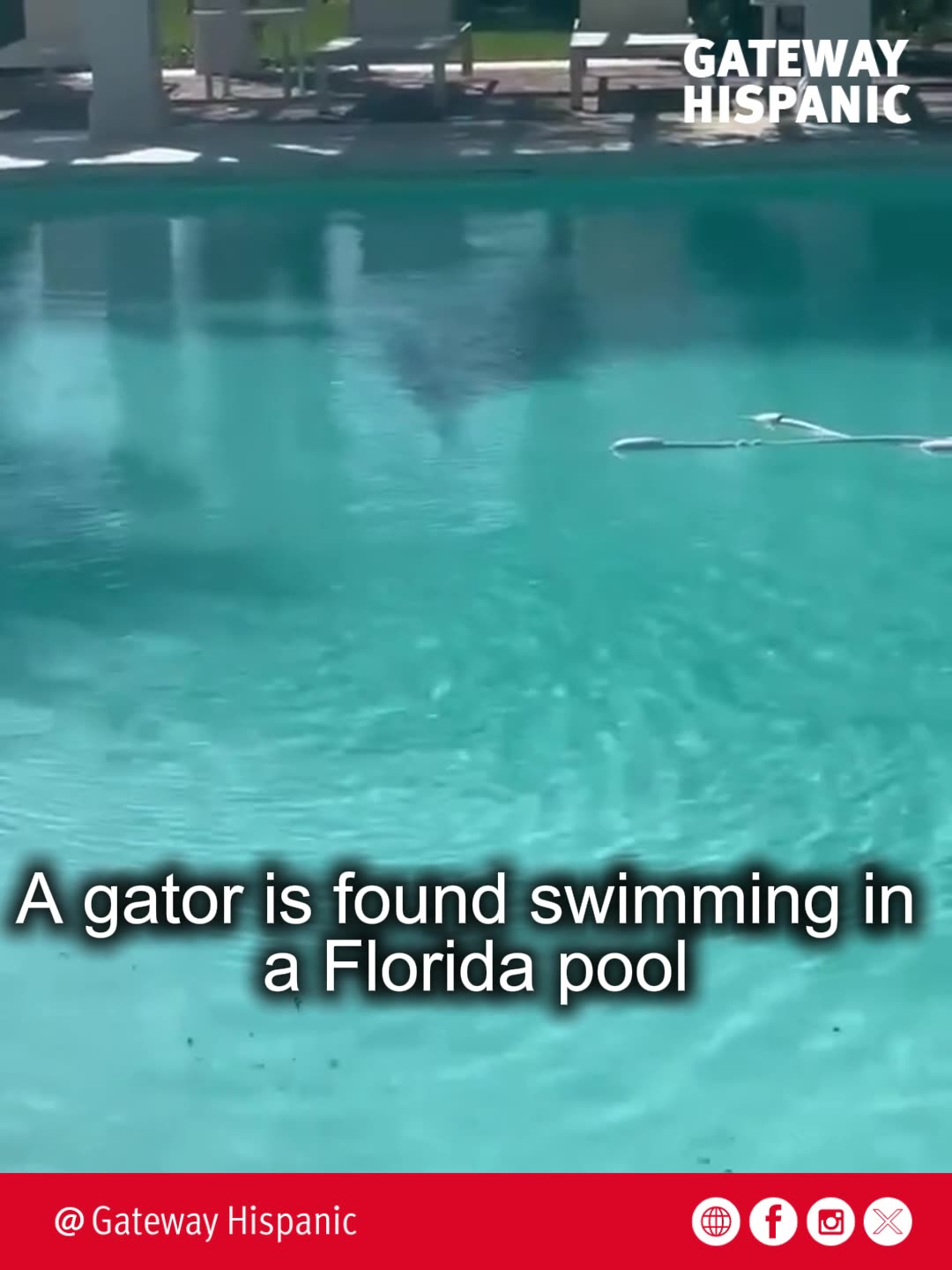 A gator is found swimming in a Florida pool