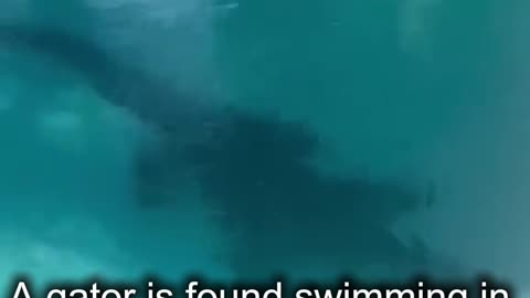 A gator is found swimming in a Florida pool