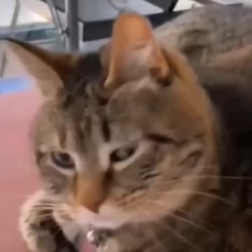 Unlikely Friends, Unforgettable Fails – Funny Cat & Dog Moments