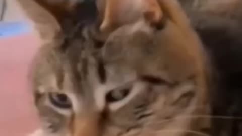 Unlikely Friends, Unforgettable Fails – Funny Cat & Dog Moments