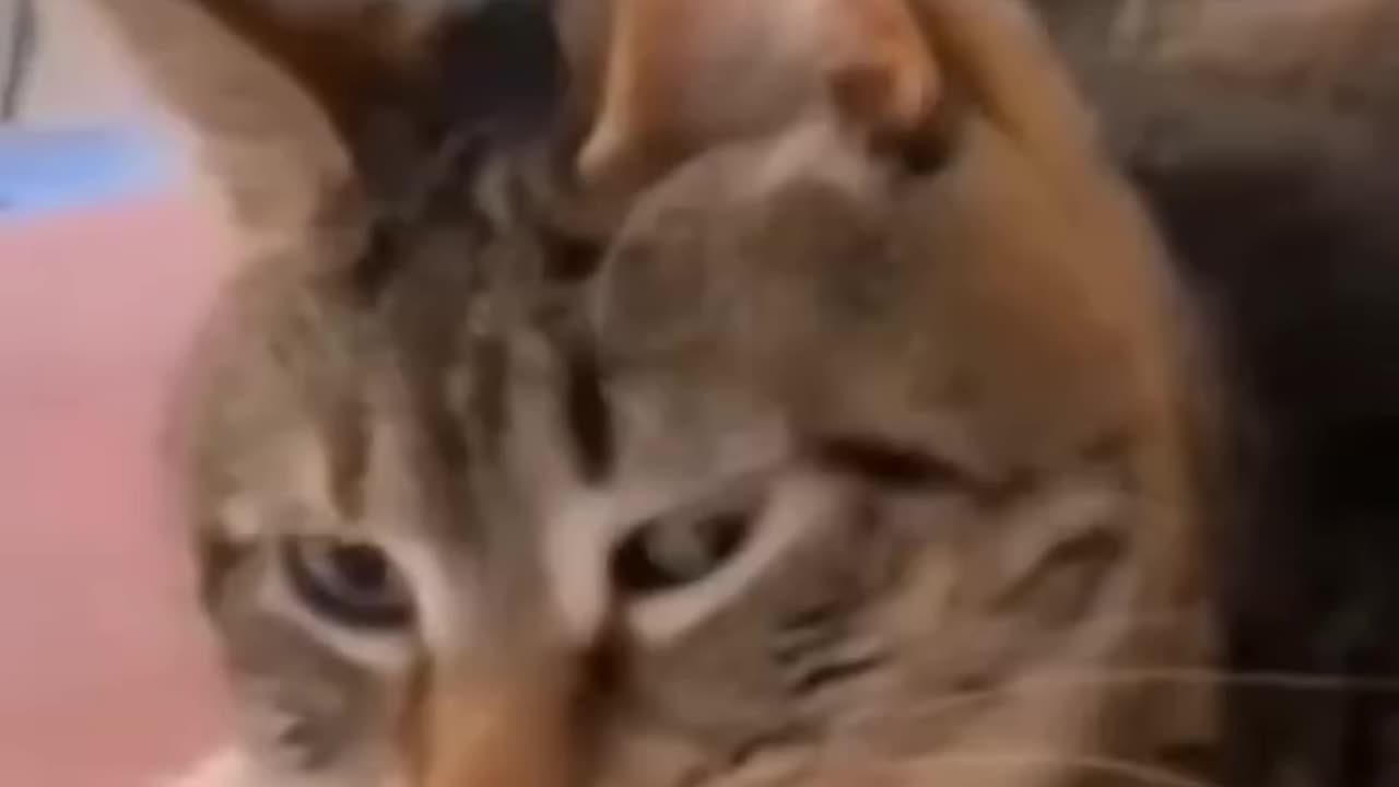 Unlikely Friends, Unforgettable Fails – Funny Cat & Dog Moments