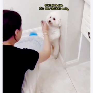 Funny dog moment