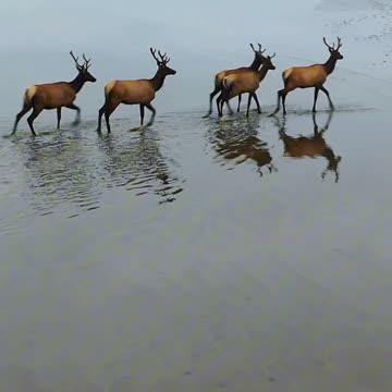 Where The Elk Roam 🦌🌿 | Sounds of Nature