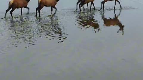 Where The Elk Roam 🦌🌿 | Sounds of Nature