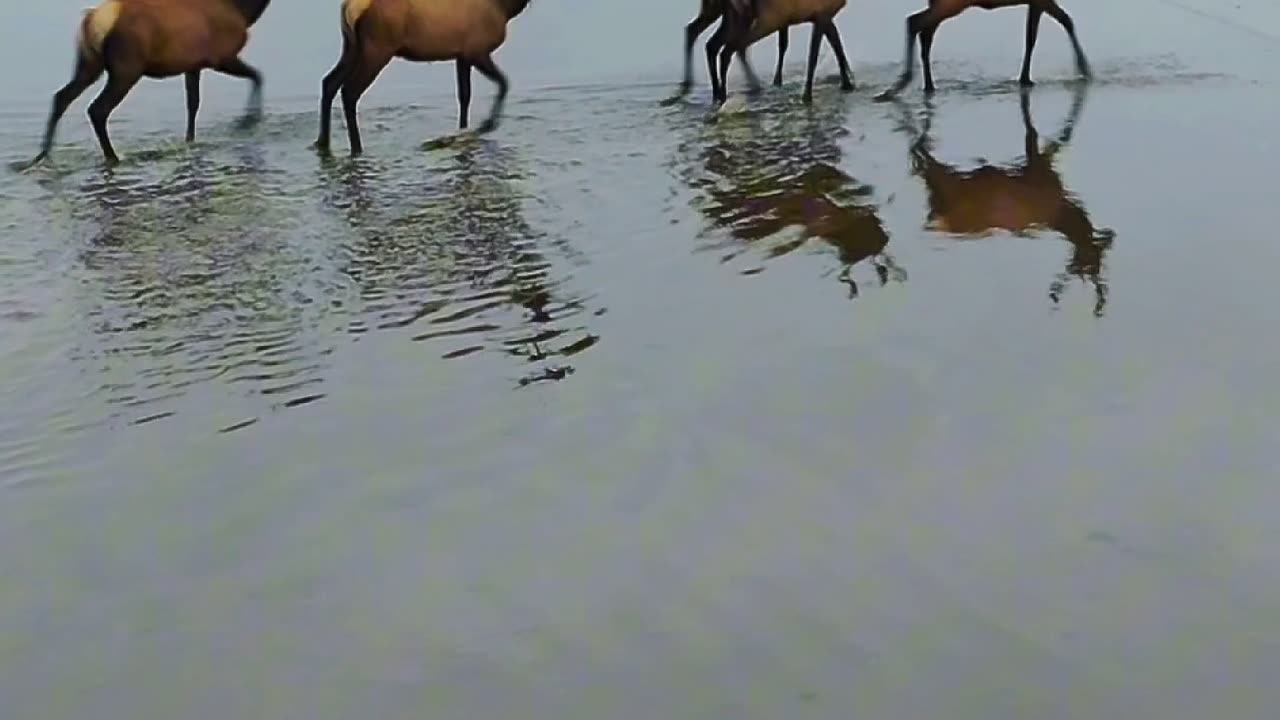 Where The Elk Roam 🦌🌿 | Sounds of Nature